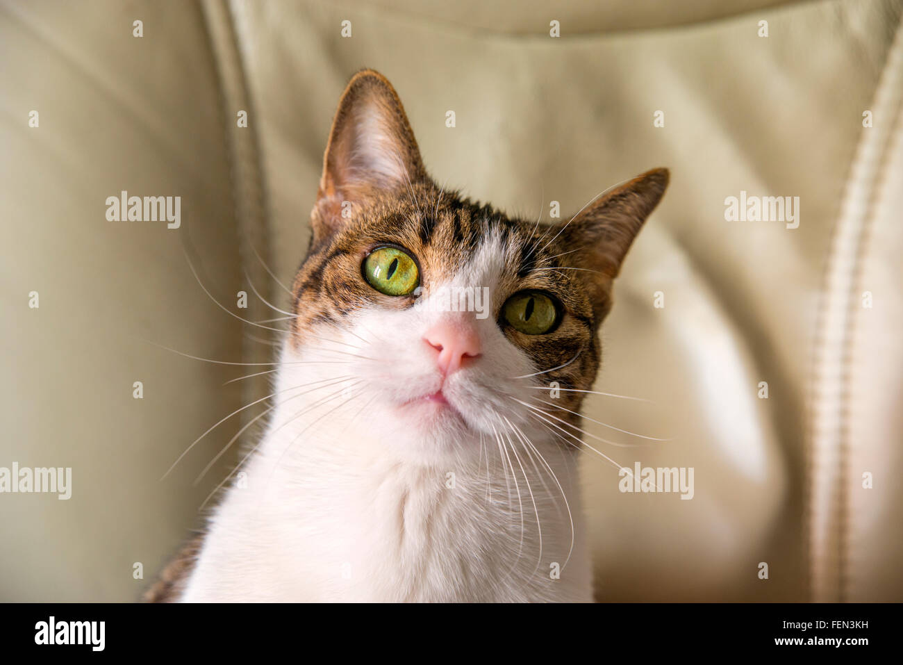 Portrait of tabby and white cat looking at the camera Stock Photo - Alamy