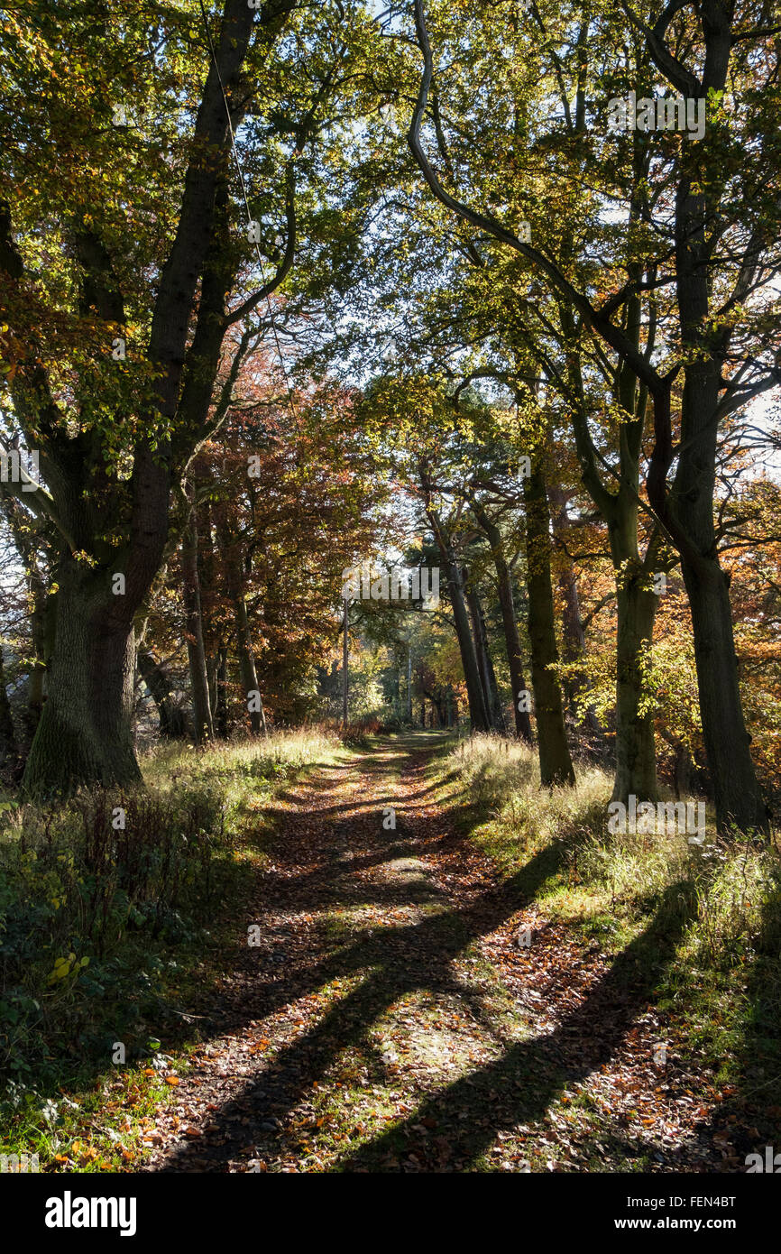 Borders Abbeys Way trail through woodland in autumn near St Boswells, Roxburgh, Scottish Borders, Scotland, UK, Britain Stock Photo