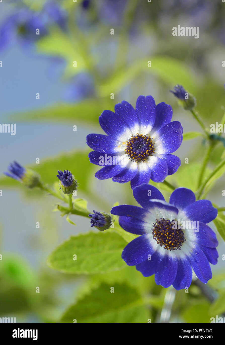 Blue and white cineraria flowers in garden Stock Photo Alamy