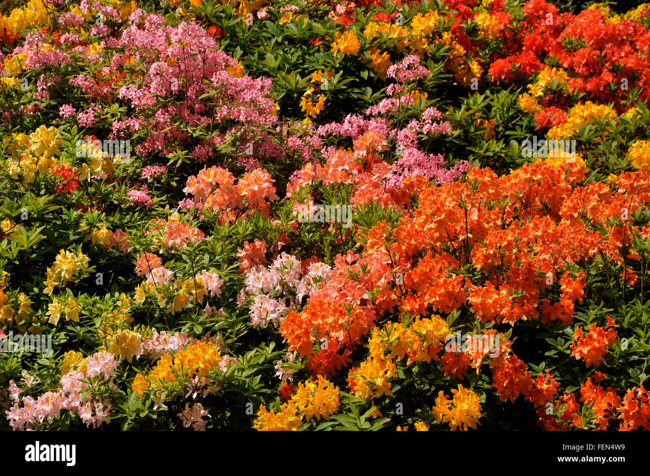 Vivid coloured deciduous Azaleas in early summer sunshine. Stock Photo
