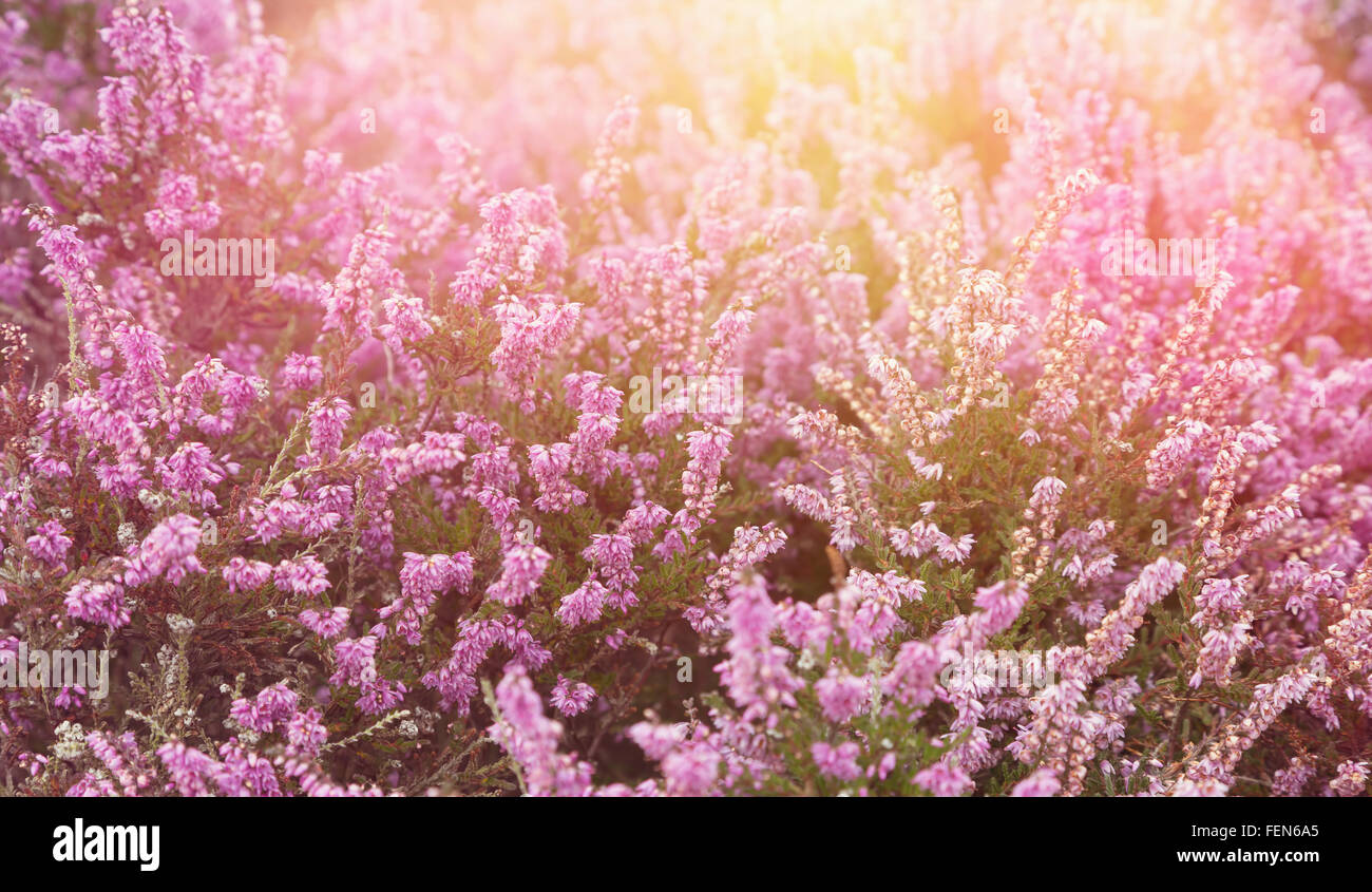 Pink heather with sun flare Stock Photo