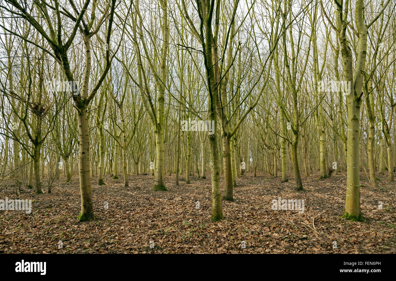 Woodland trees without foliage Stock Photo Alamy