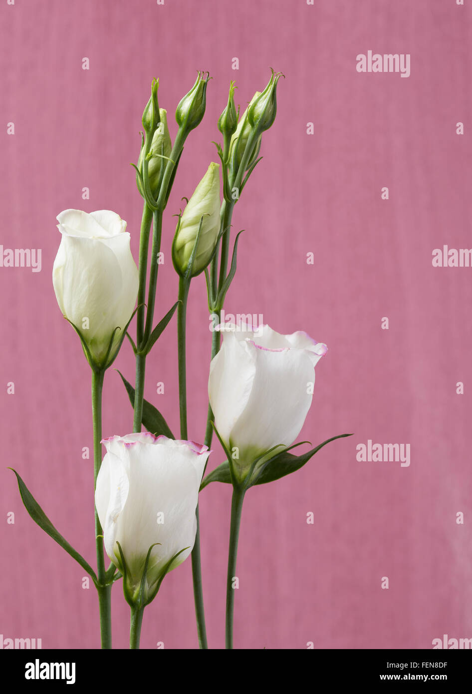 Discover our white paper lisianthus flower