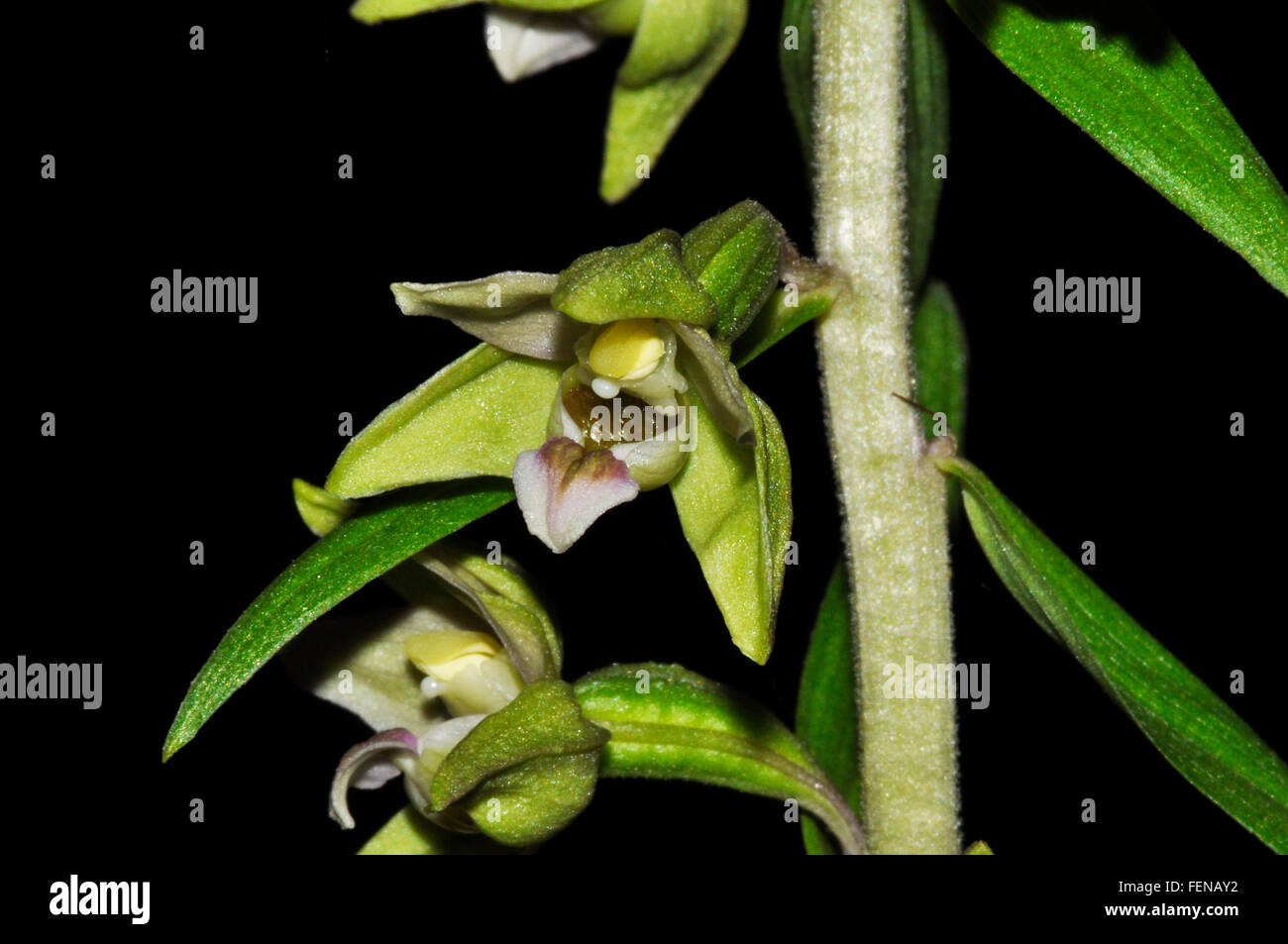 Narrow-lipped Helleborine Epipactis leptochila growing in a beech wood near Henley-on-Thames, Oxfordshire uk Stock Photo