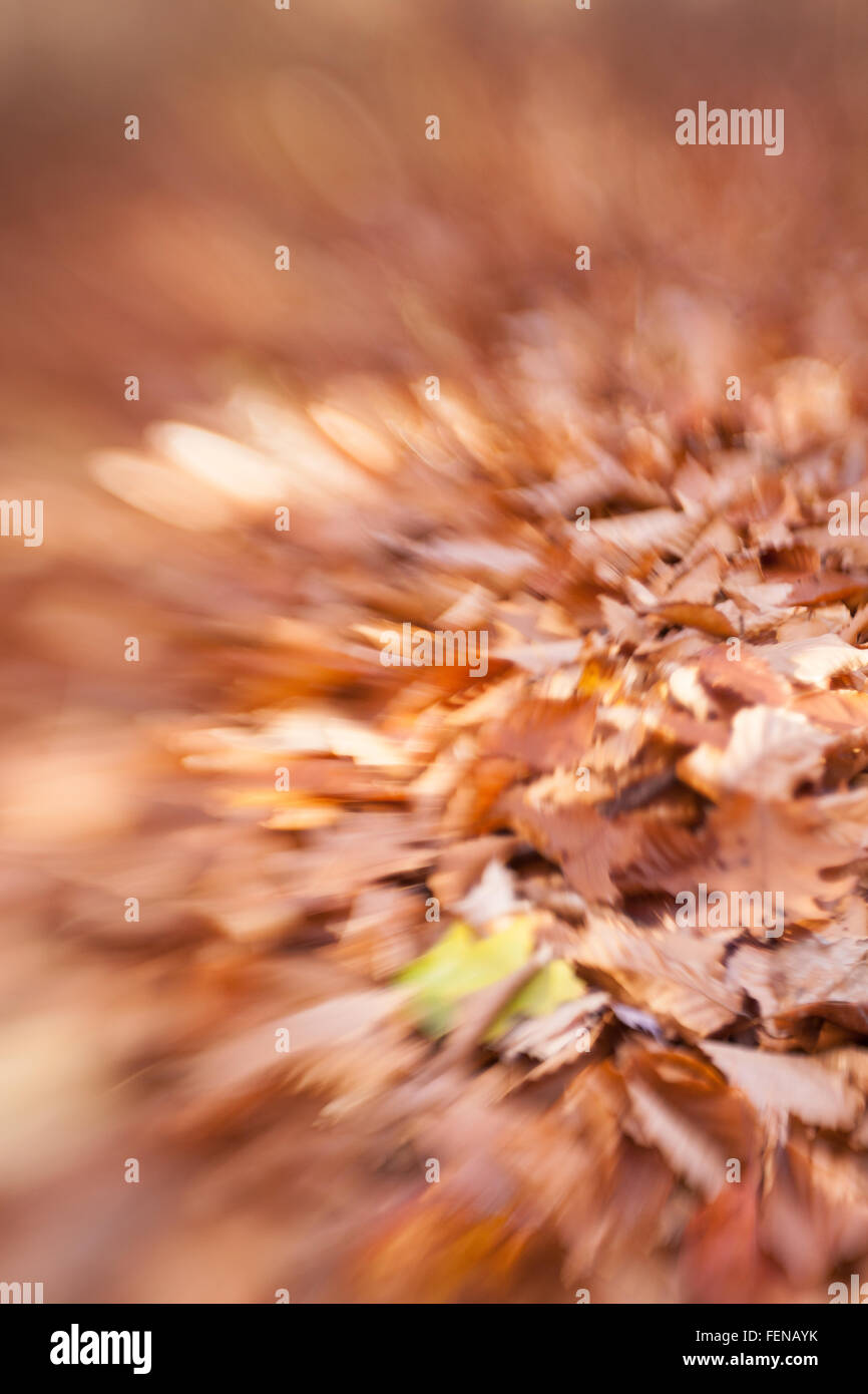 An abstract view of autumn leaves on the forest floor Stock Photo - Alamy