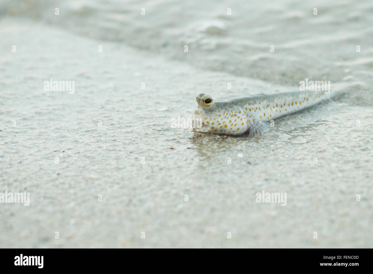 Portrait of a Gold Spotted Mud Skipper Stock Photo