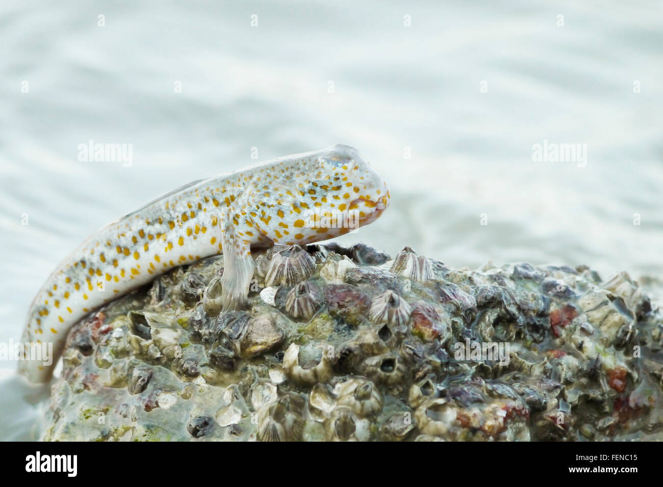 Portrait of a Gold Spotted Mud Skipper Stock Photo