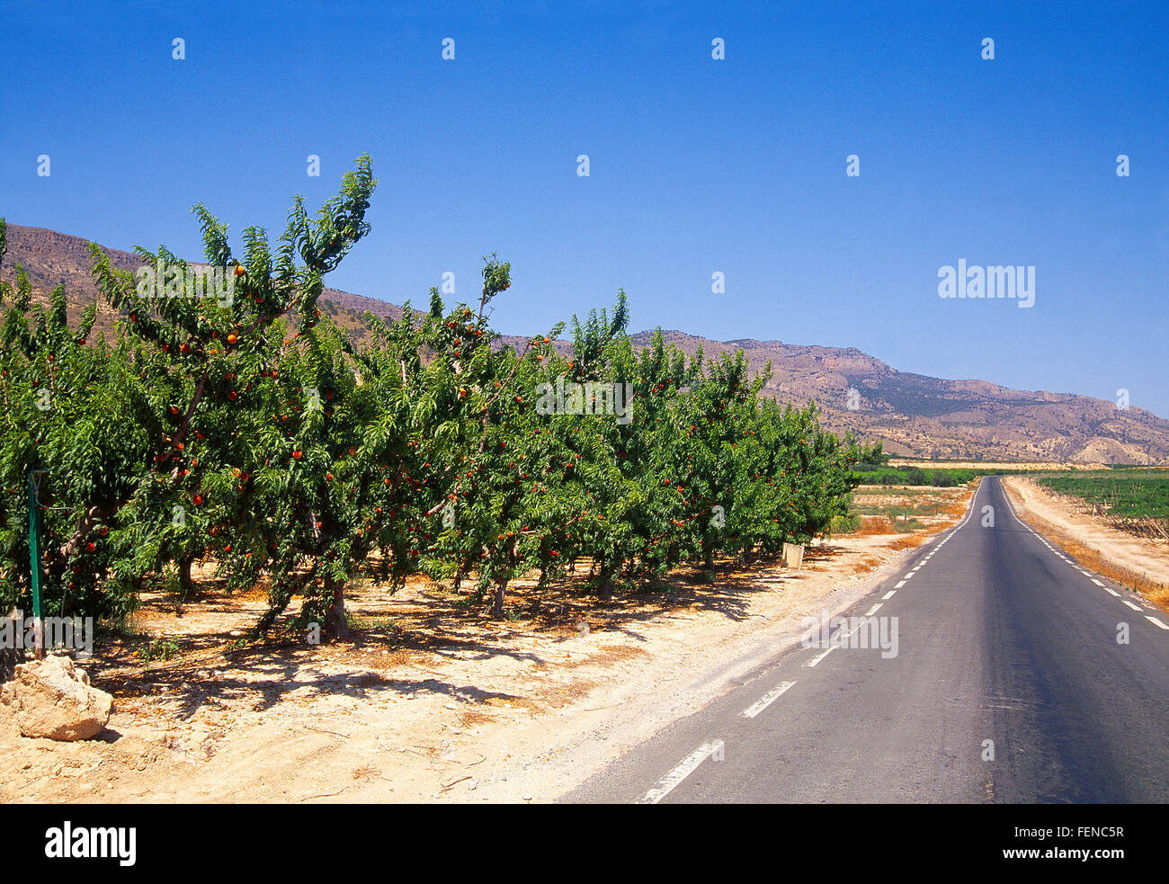 Fruit trees and side road. Murcia, Spain Stock Photo Alamy