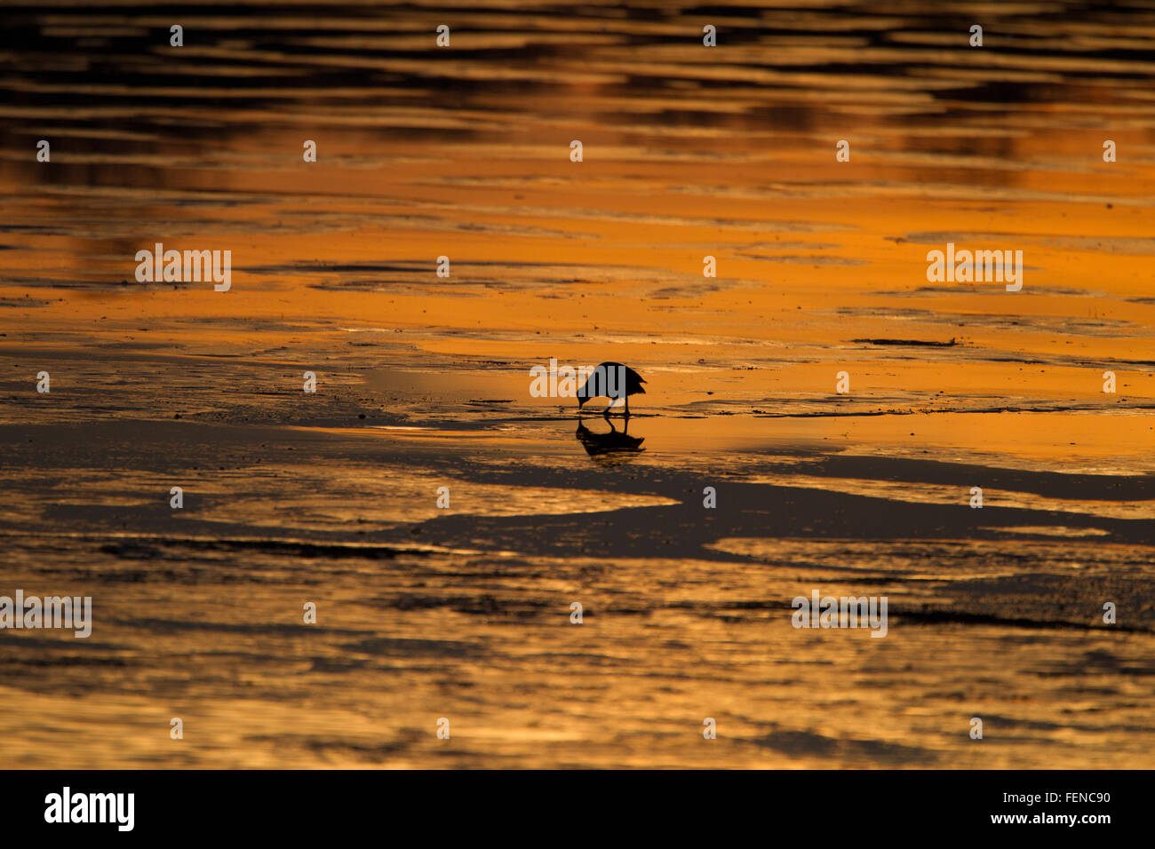 Coot in silhouette, walking on ice, against sunset reflections on ice, Stock Photo