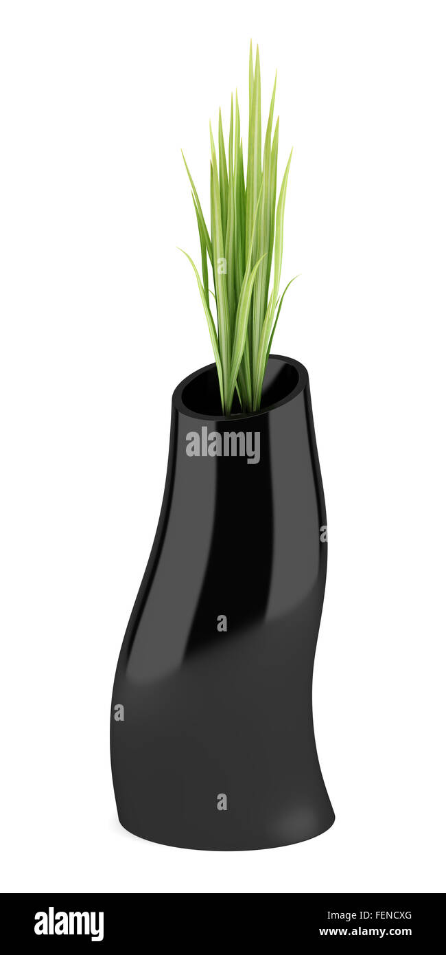 houseplant in black vase isolated on white background Stock Photo - Alamy