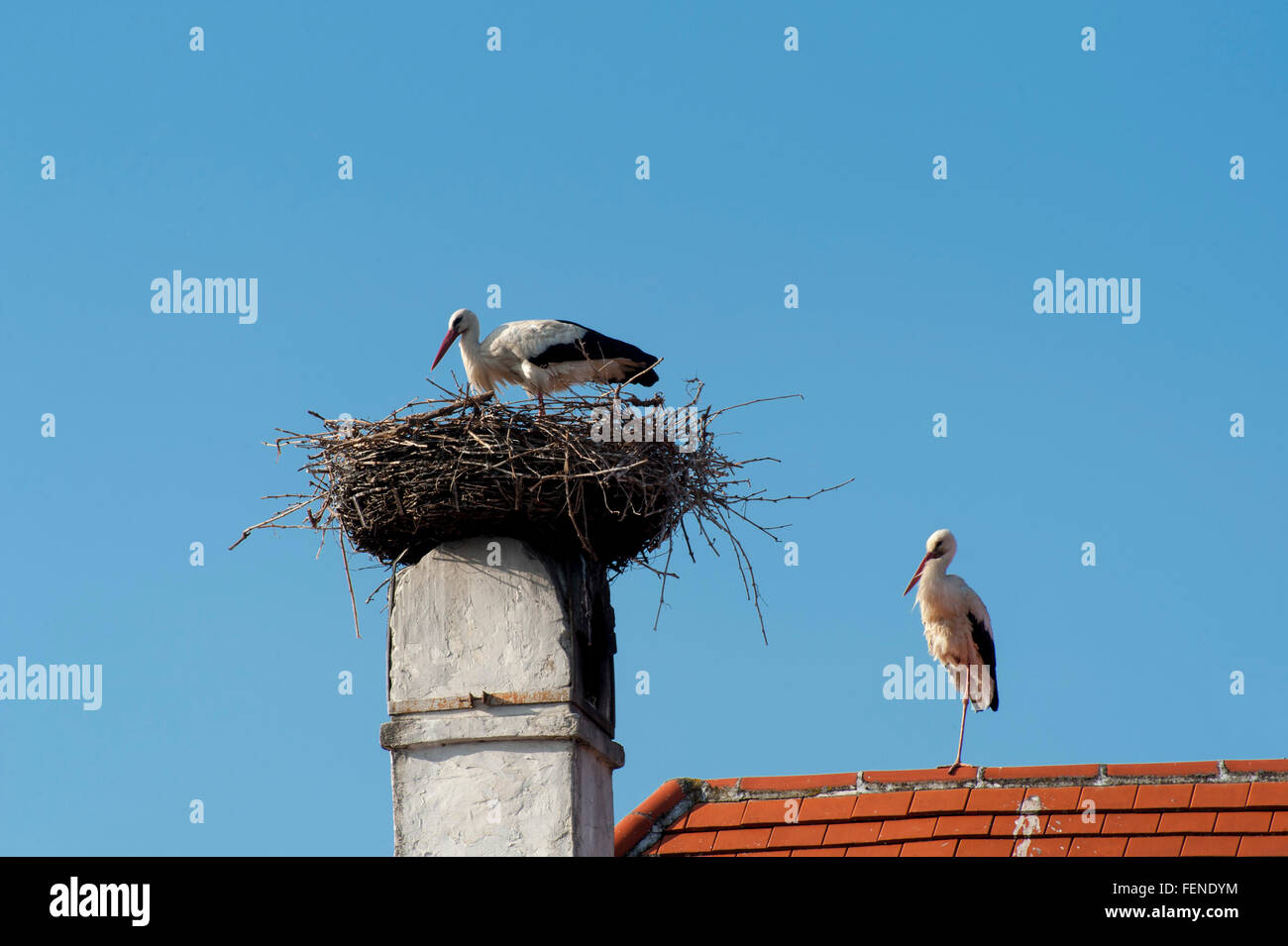Stork nest, stork, storks, Rust, UNESCO World Heritage Site The Cultural Landscape Fertö-Lake Neusiedl, Burgenland, Austria Stock Photo
