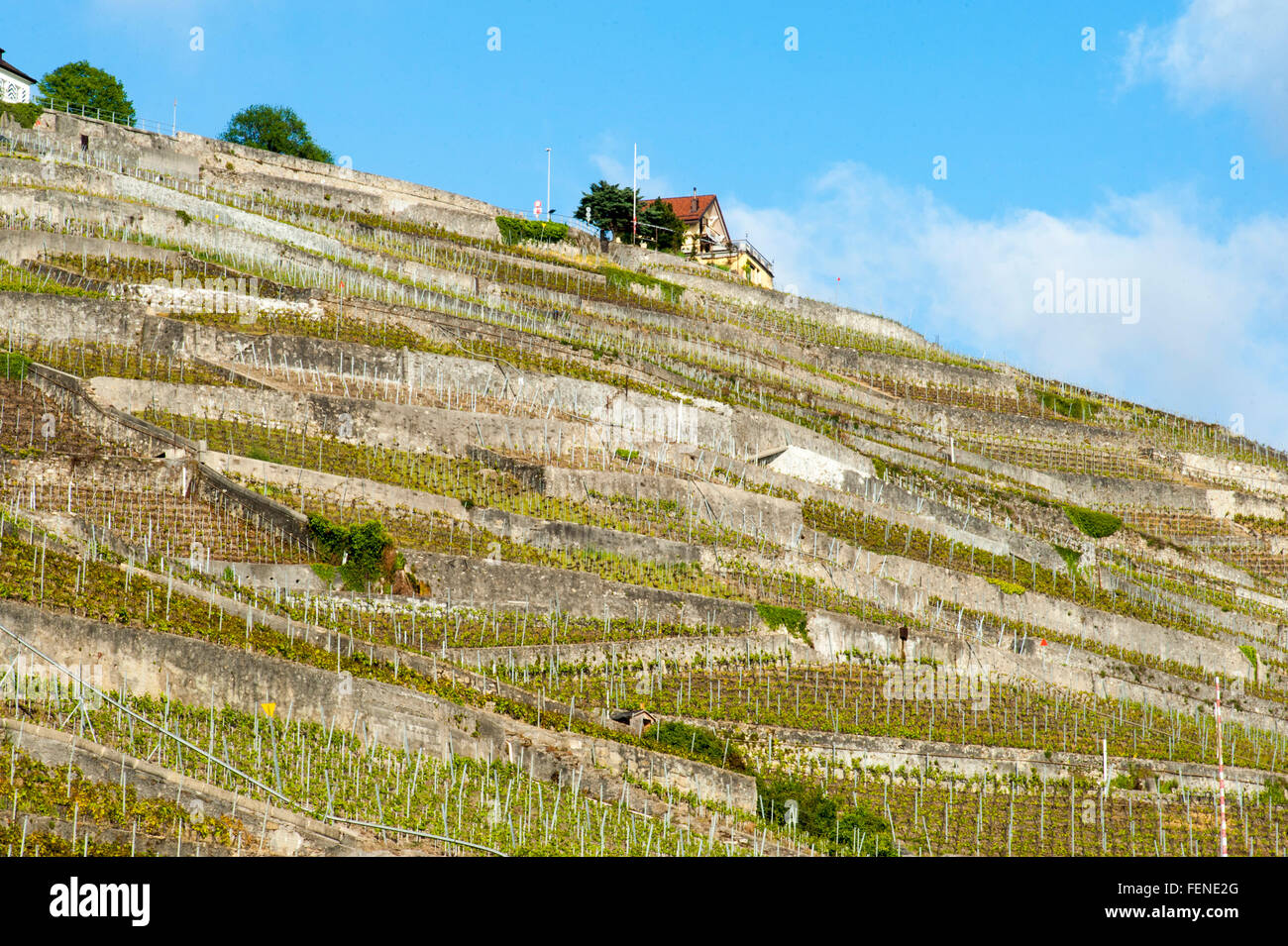 Vineyards in spring, UNESCO World Heritage Site Vineyard Terraces of Lavaux, Lake Geneva, Vaud Canton, Switzerland Stock Photo