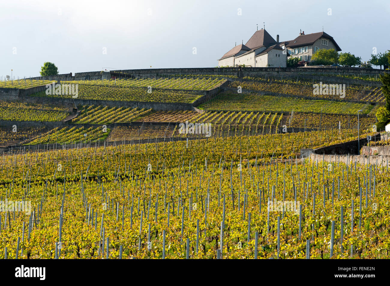 Vineyards in spring, UNESCO World Heritage Site Vineyard Terraces of Lavaux, Lake Geneva, Vaud Canton, Switzerland Stock Photo