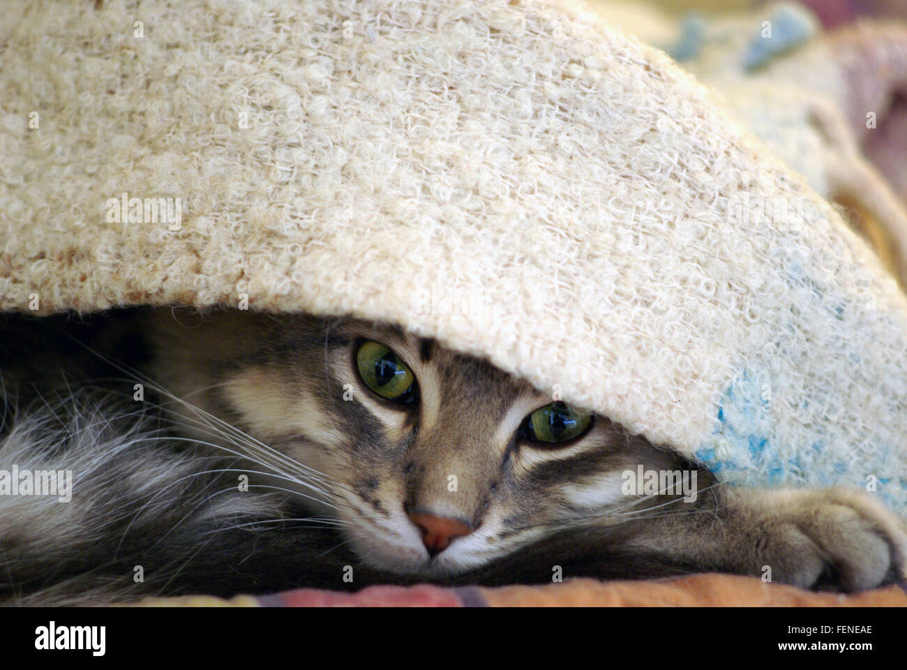 Cat under the blanket Stock Photo Alamy