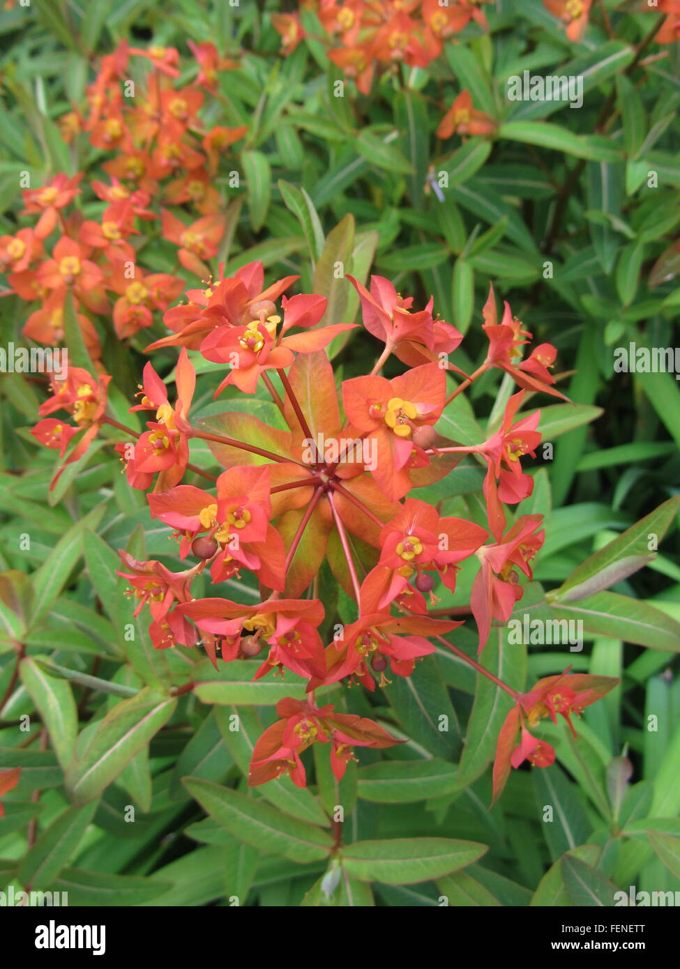 Euphorbia griffithii, Fireglow spurge plant showing bright red orange flowers and green leaves Stock Photo