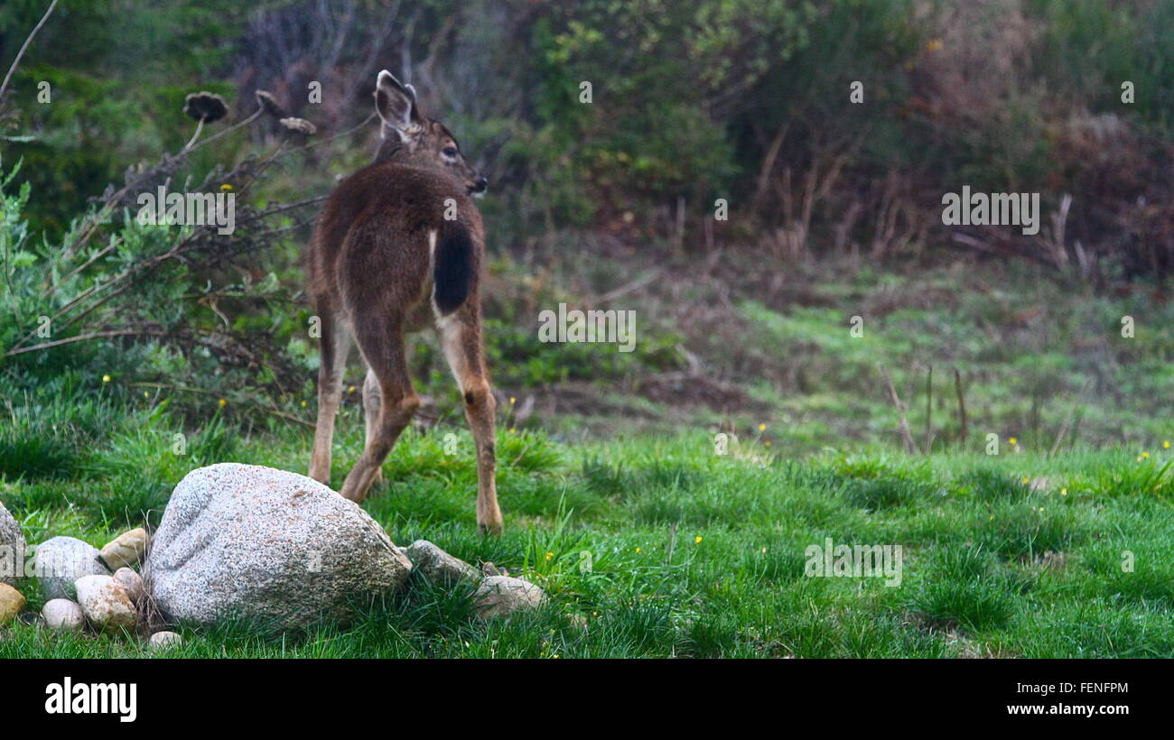 Rear View Of An Animal On Grassland Stock Photo Alamy