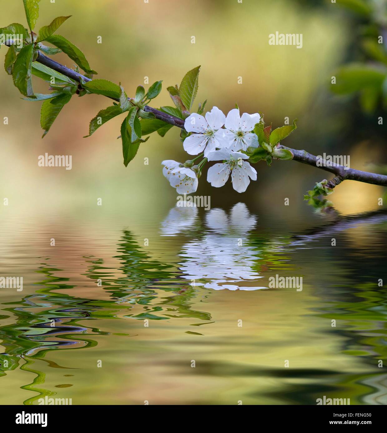 Close-Up Of White Flower With Reflection In Water Stock Photo