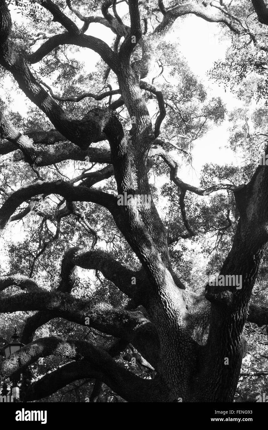 A beautiful old oak tree in Savannah, Stock Photo Alamy
