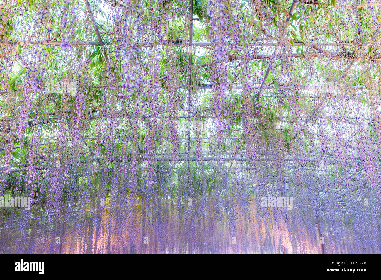 Wisteria Blossoms In Park Stock Photo