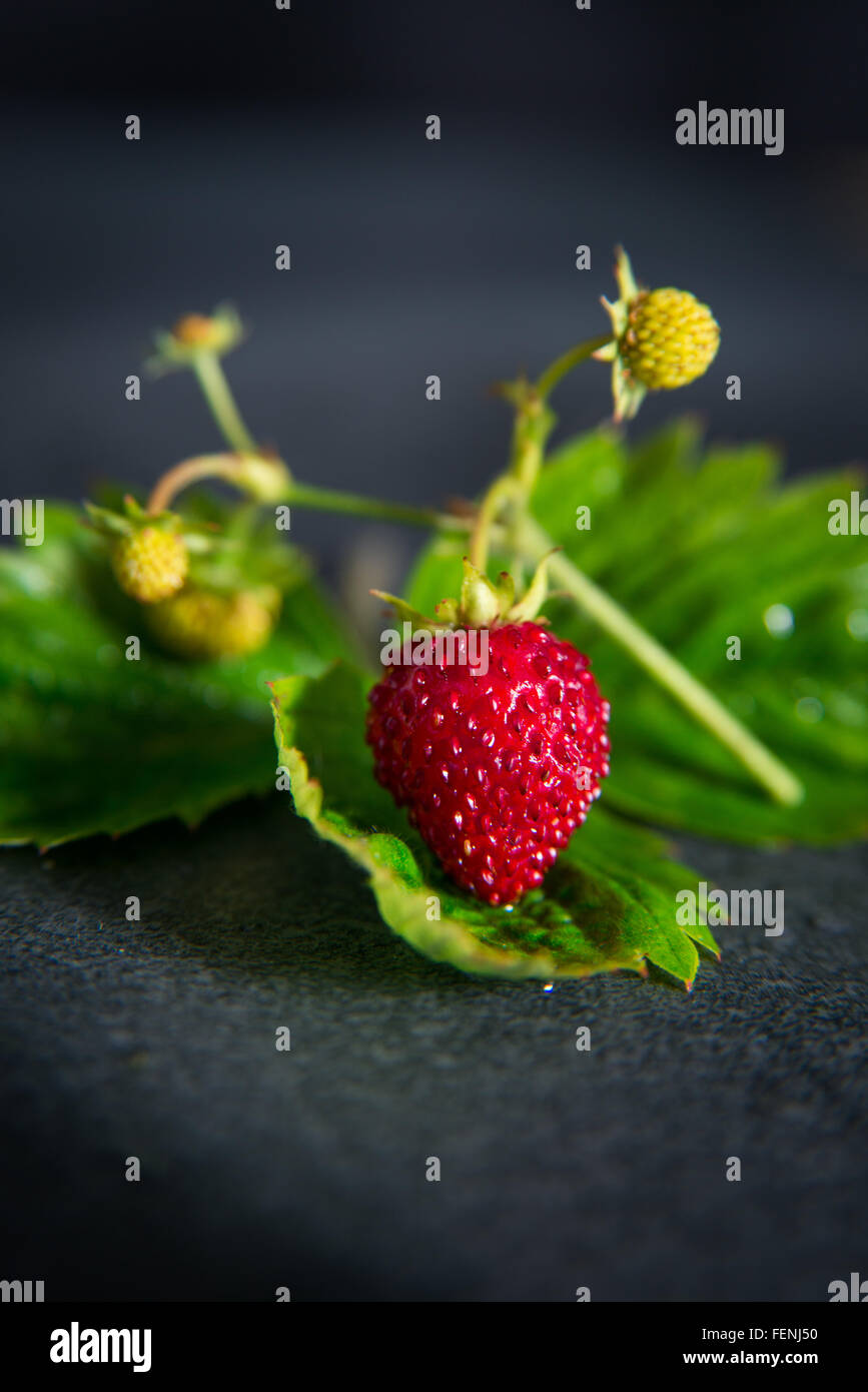 Wild strawberry with leaves on dark background Stock Photo - Alamy