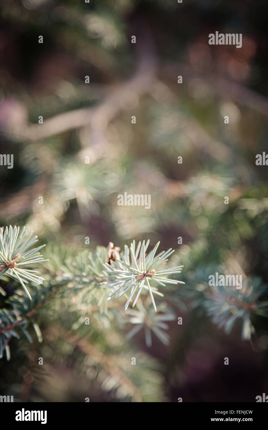 A closeup of a branch on an evergreen tree Stock Photo - Alamy