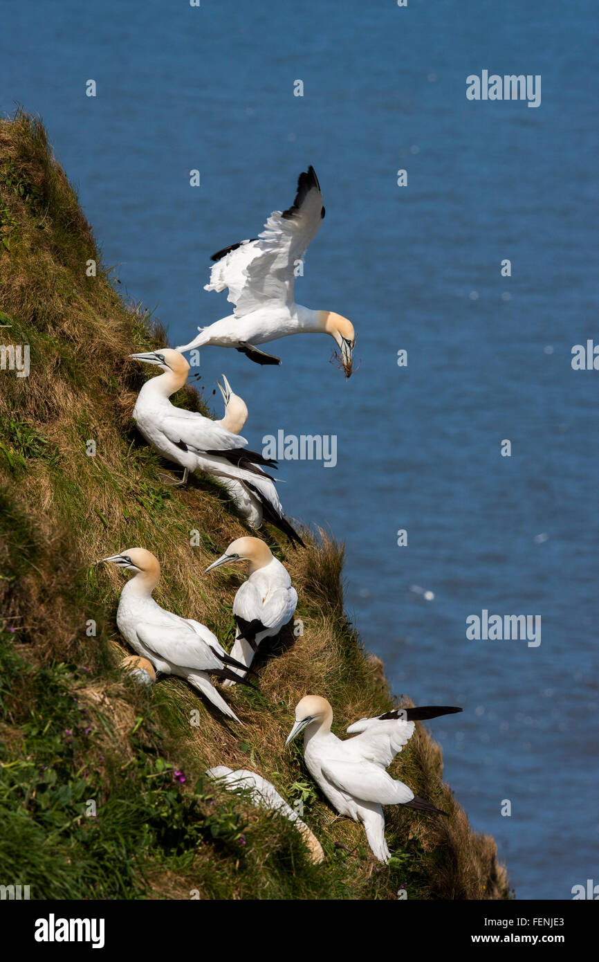 Gannet, Morus bassanus, Sula bassana, adults collecting nest material on grassy cliff, Bempton Cliffs, East Yorkshire, Stock Photo