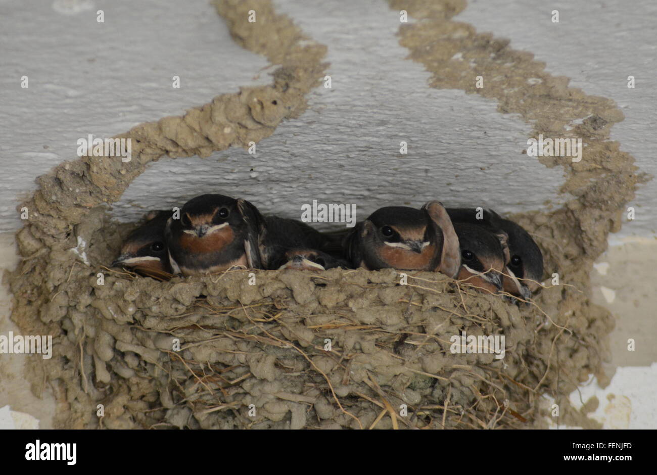 Barn swallow (Hirundo rustica) chicks in nest in Greece. Nesting birds, swallows, wildlife. Stock Photo