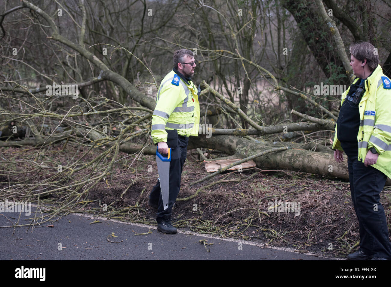 Brentwood, Essex, UK. 8th February, 2016. PCSO clears fallen tree in Brentwood, Essex Credit:  Ian Davidson/Alamy Live News Stock Photo