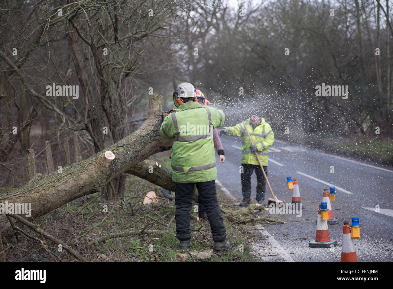 Brentwood, Essex, UK. 8th February, 2016. Tree surgeons work to clear tree blocking road at Weald Park, Brentwood, Essex Credit:  Ian Davidson/Alamy Live News Stock Photo