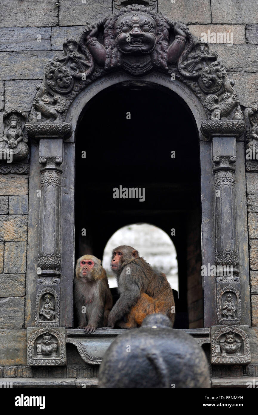 Kathmandu, Nepal. 08th Feb, 2016. Monkey glancing pedestrian to grab consumable eating goods at the premises of Pashupatinath Temple. © Narayan Maharjan/Pacific Press/Alamy Live News Stock Photo