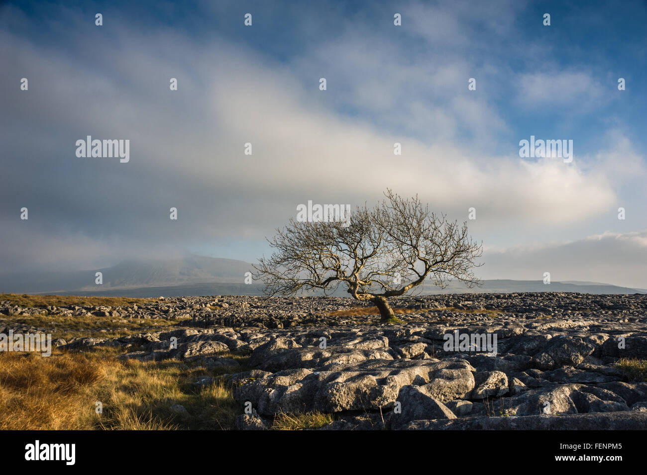 Lone Tree Twisleton Scar Yorkshire Dales Stock Photo