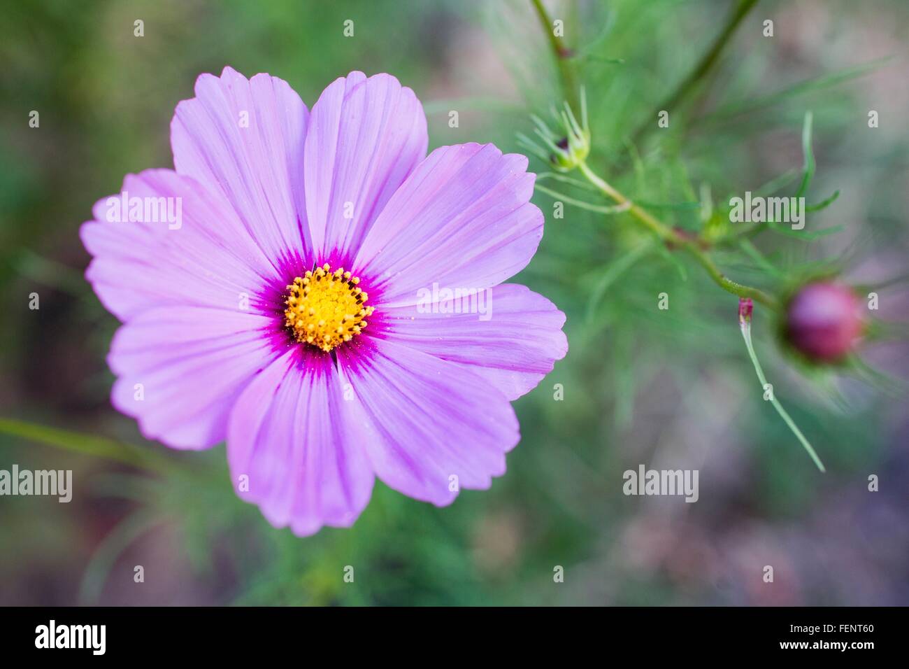 Close up of purple flower Stock Photo - Alamy