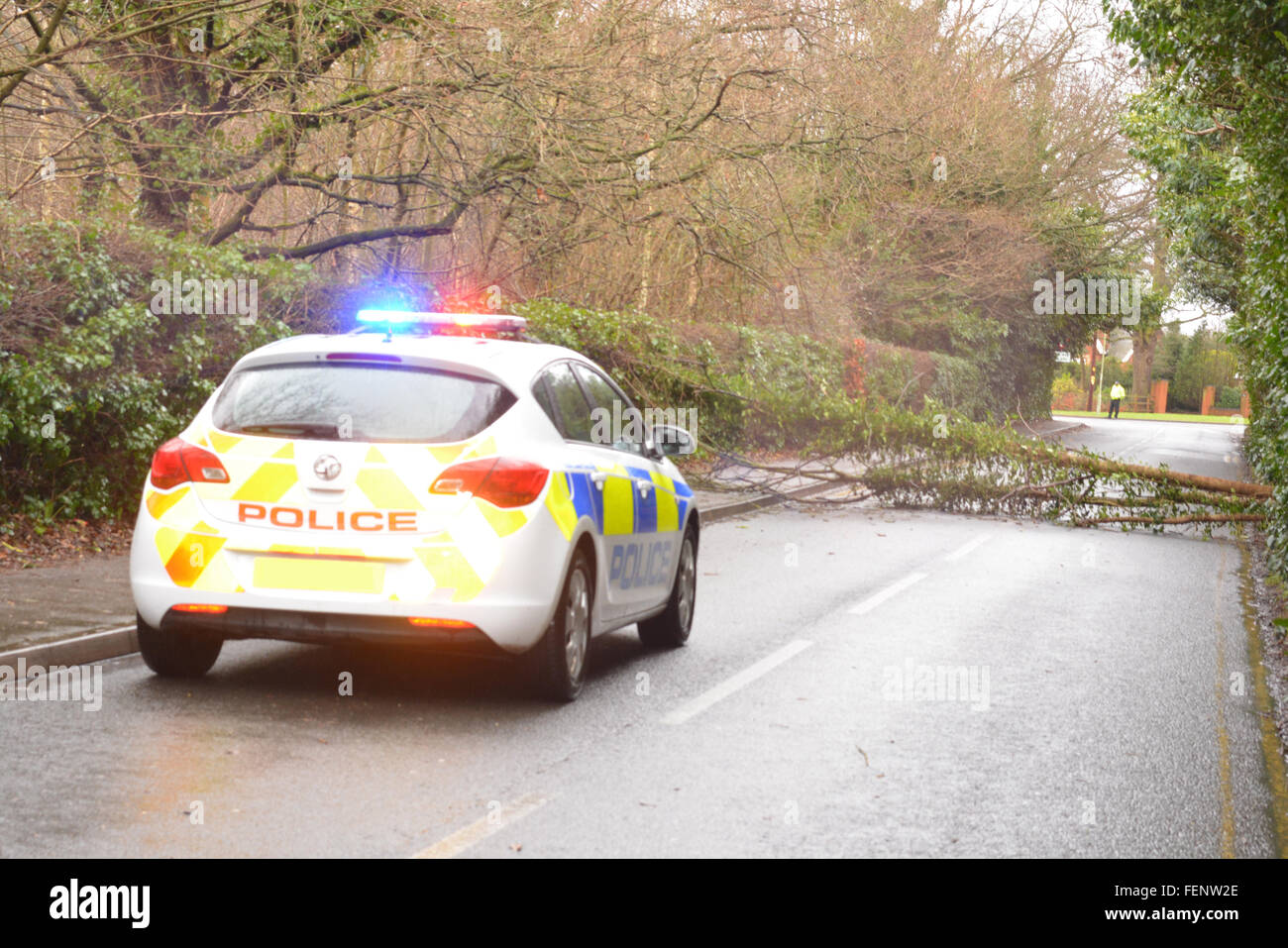 New Road, Wokingham, Berkshire, UK. 8th February, 2016. Bad weather causes road closures and kaos. Tree falls down on a Wokingham main road causing mayhem. Charles Dye / Alamy Live News Stock Photo