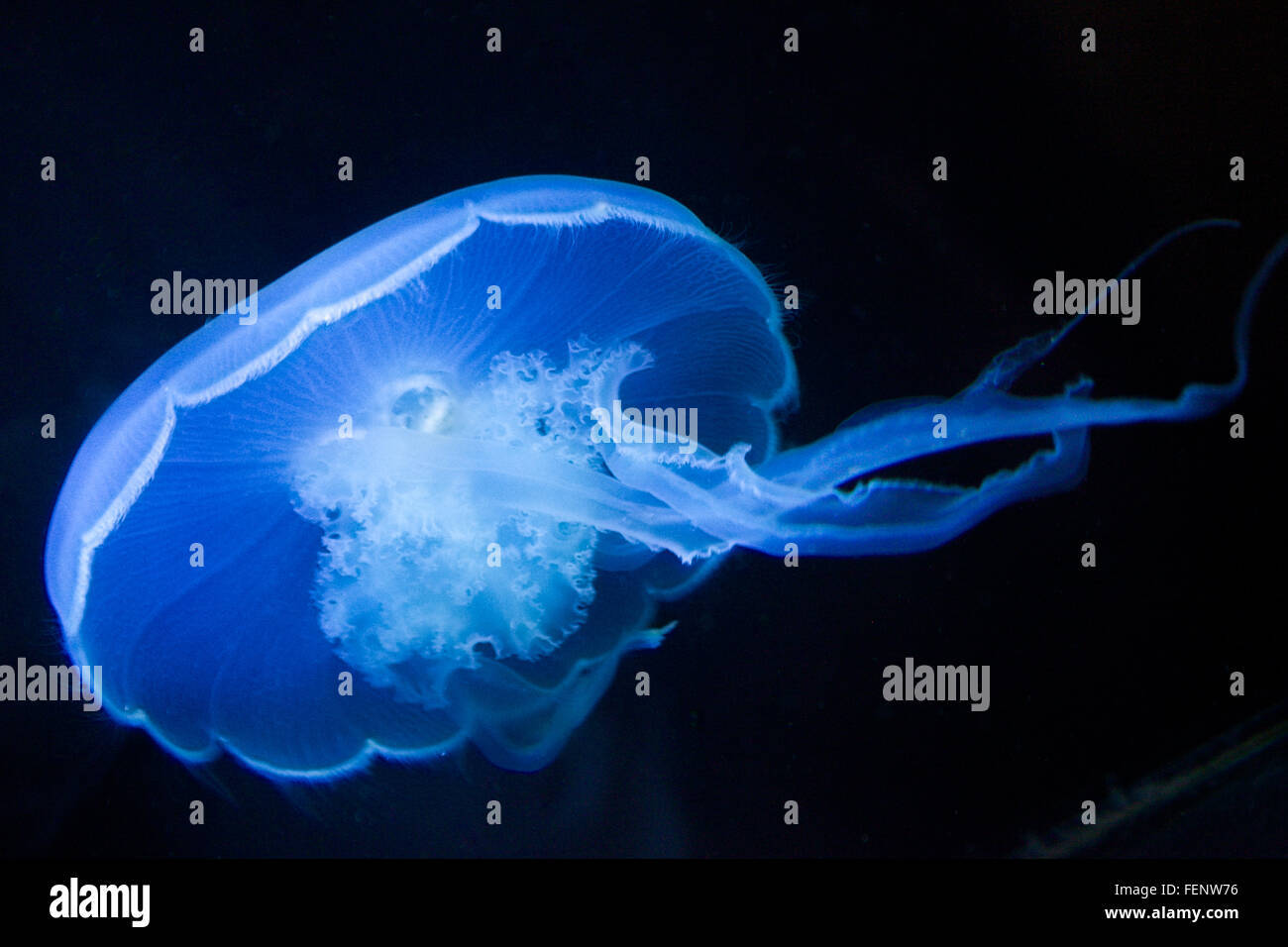 Close-Up Of Jellyfish Against Black Background Stock Photo