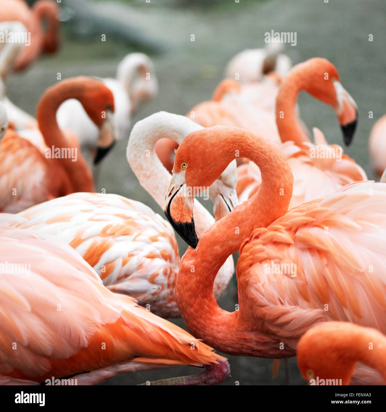 Group of wading pink flamingos Stock Photo