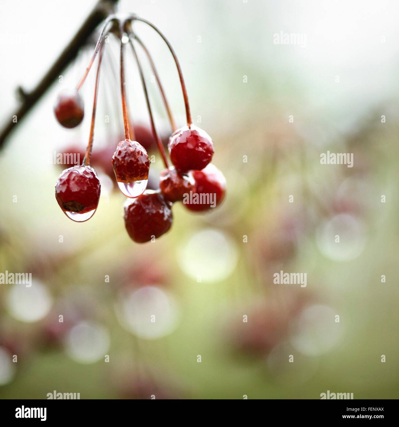 Close up of water droplets on a bunch of ripe berries Stock Photo