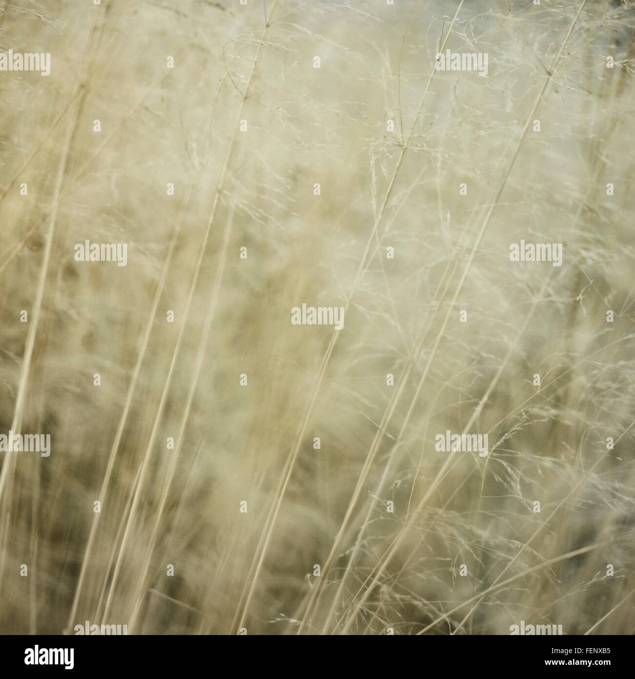 Detail of long grasses moving in the breeze Stock Photo