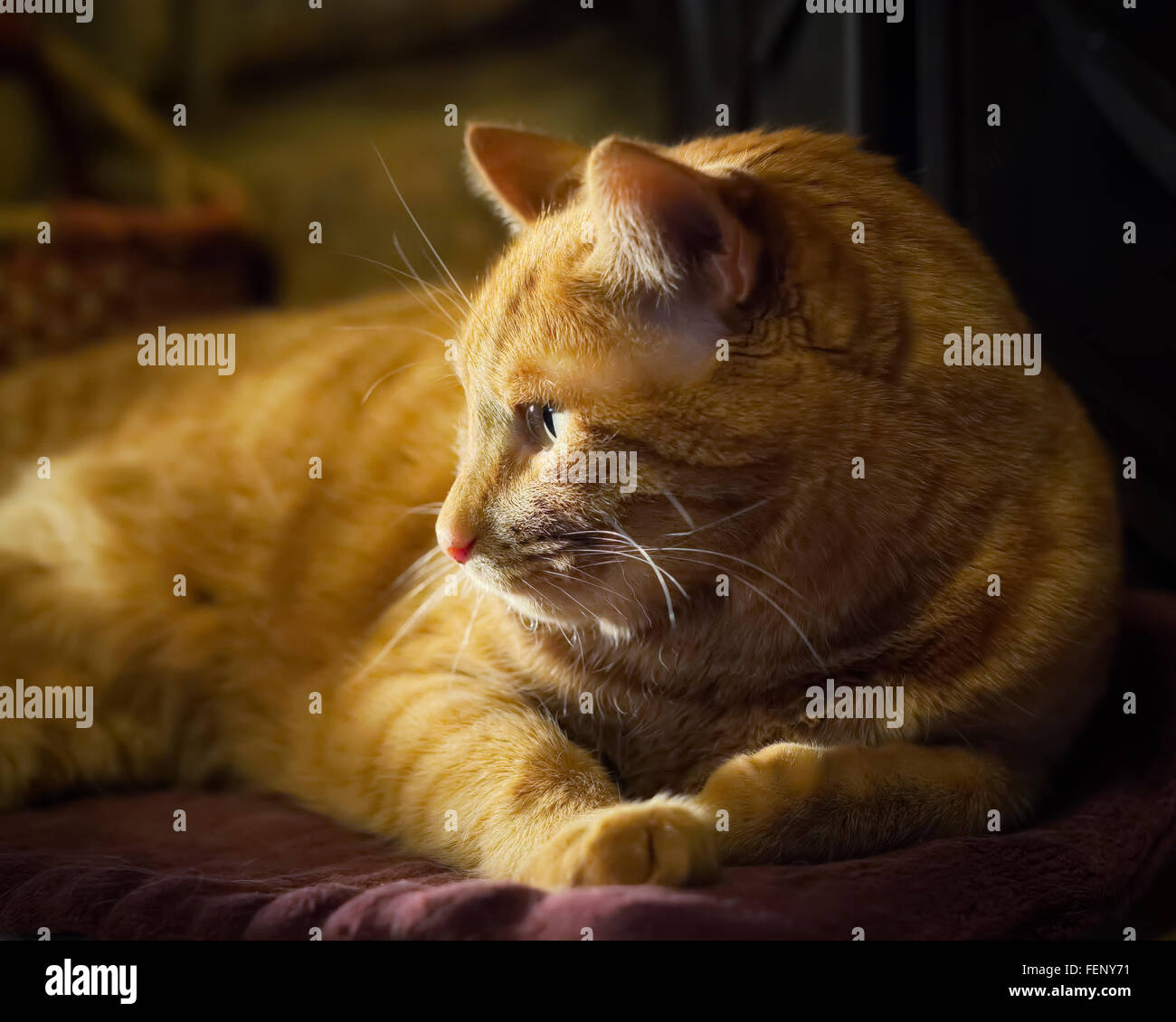 Tabby cat resting on pad with evening sun coming in from window Stock Photo