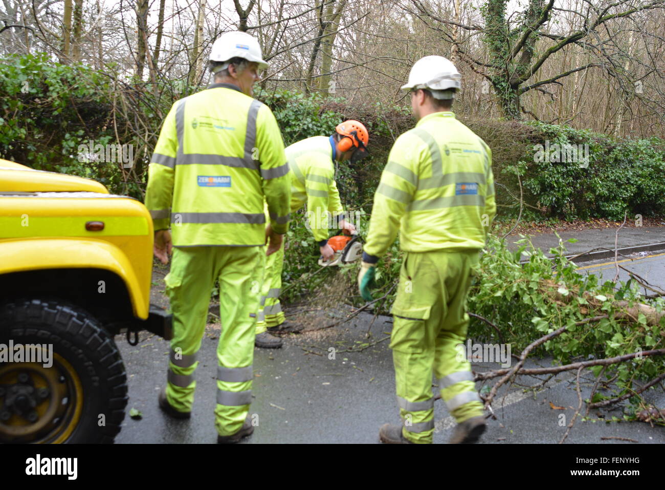 New Road, Wokingham, Berkshire, UK. 8th February, 2016. Bad weather causes road closures and kaos. Tree falls down on a Wokingham main road causing mayhem. Charles Dye / Alamy Live News Stock Photo