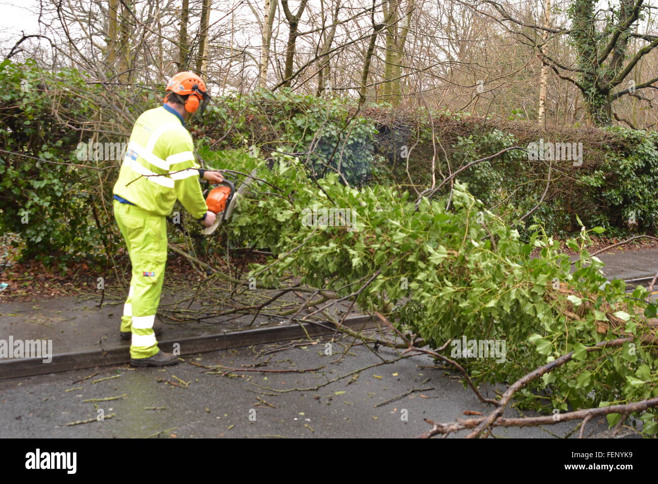 New Road, Wokingham, Berkshire, UK. 8th February, 2016. Bad weather causes road closures and kaos. Tree falls down on a Wokingham main road causing mayhem. Charles Dye / Alamy Live News Stock Photo