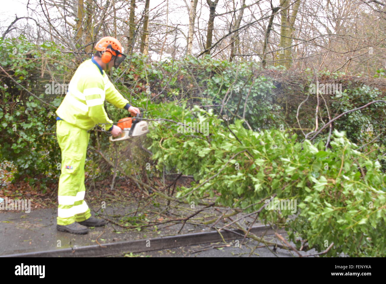 New Road, Wokingham, Berkshire, UK. 8th February, 2016. Bad weather causes road closures and kaos. Tree falls down on a Wokingham main road causing mayhem. Charles Dye / Alamy Live News Stock Photo