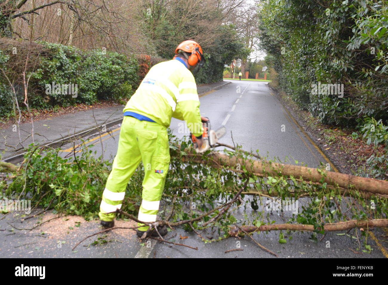 New Road, Wokingham, Berkshire, UK. 8th February, 2016. Bad weather causes road closures and kaos. Tree falls down on a Wokingham main road causing mayhem. Charles Dye / Alamy Live News Stock Photo