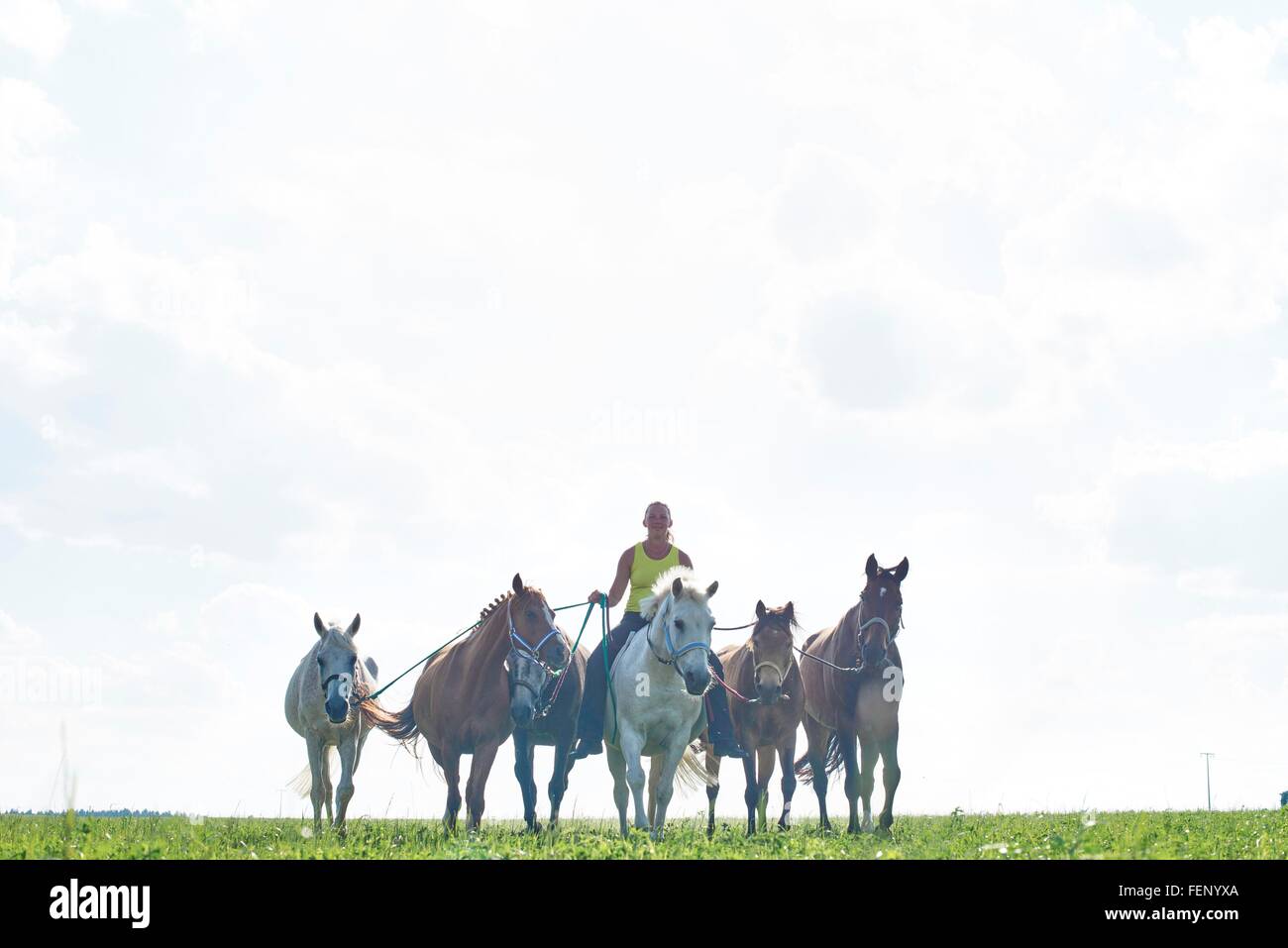 Mid adult woman riding and leading six horses in field Stock Photo
