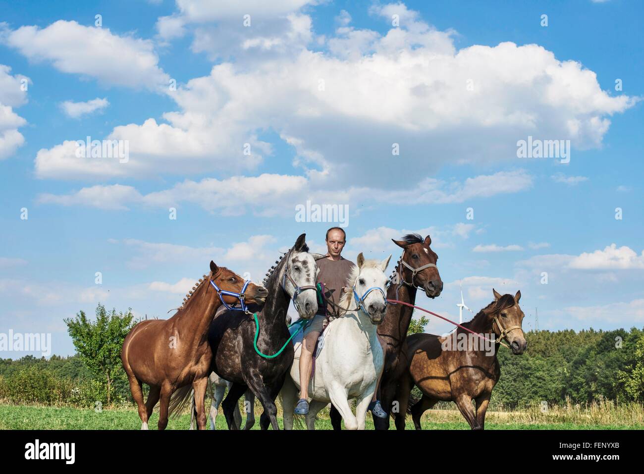 Mid adult man riding and leading six horses in field Stock Photo - Alamy Mid adult man riding and leading six horses in field Stock Photo - Alamy
