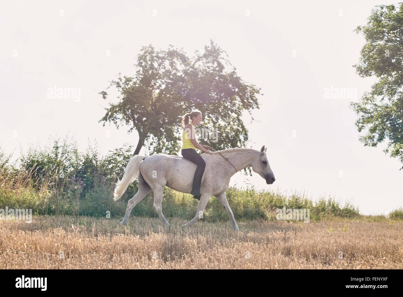 Woman riding grey horse in field Stock Photo