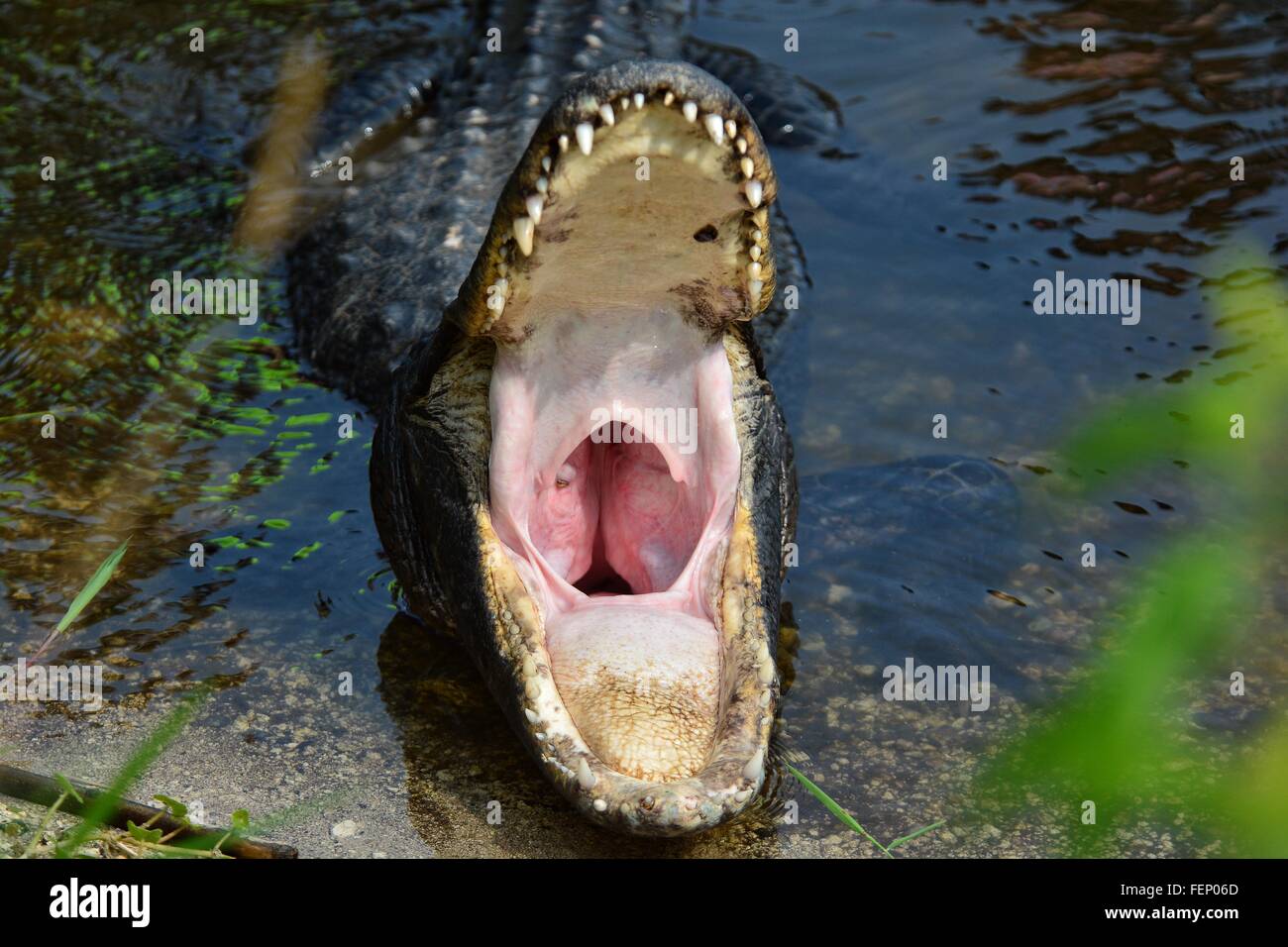 Crocodile With Open Mouth In River Stock Photo
