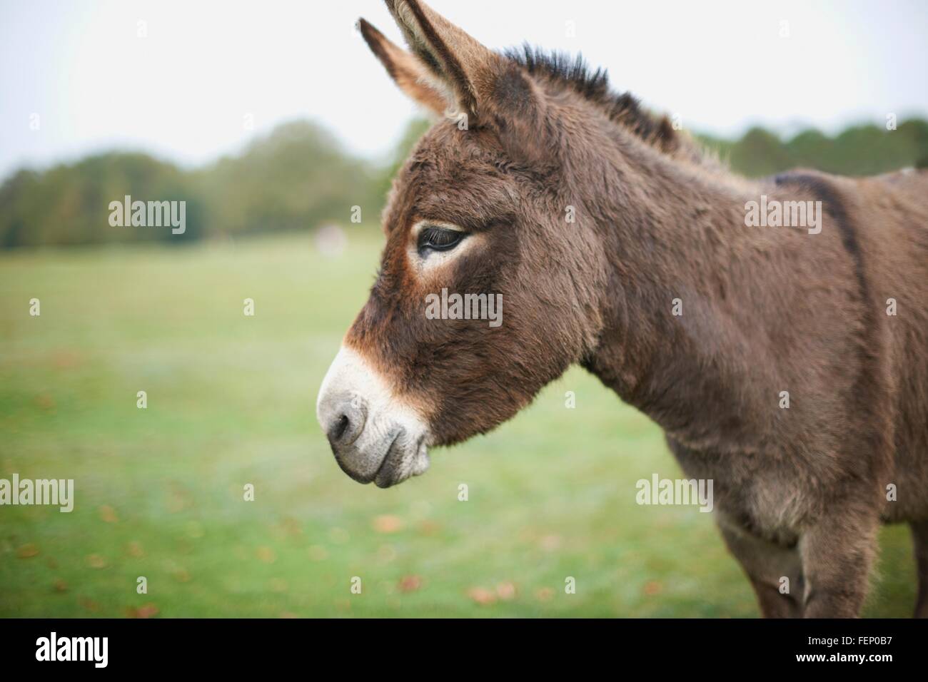 Portrait of cute donkey in field Stock Photo