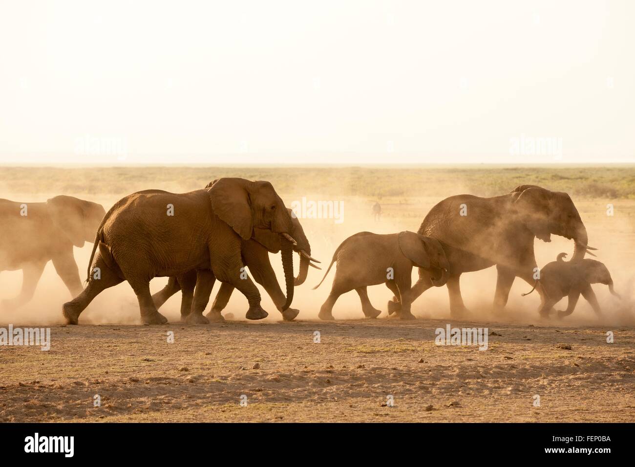 African elephants (Loxodonta africana), Amboseli National Park, Kenya, Africa Stock Photo