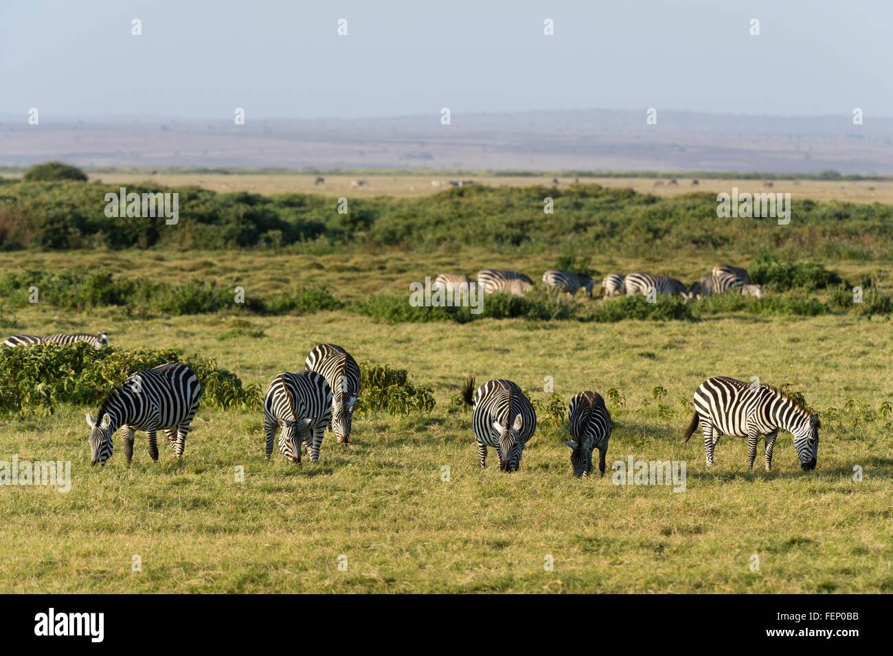 Common zebras (Equus quagga), Amboseli National Park, Kenya, Africa Stock Photo