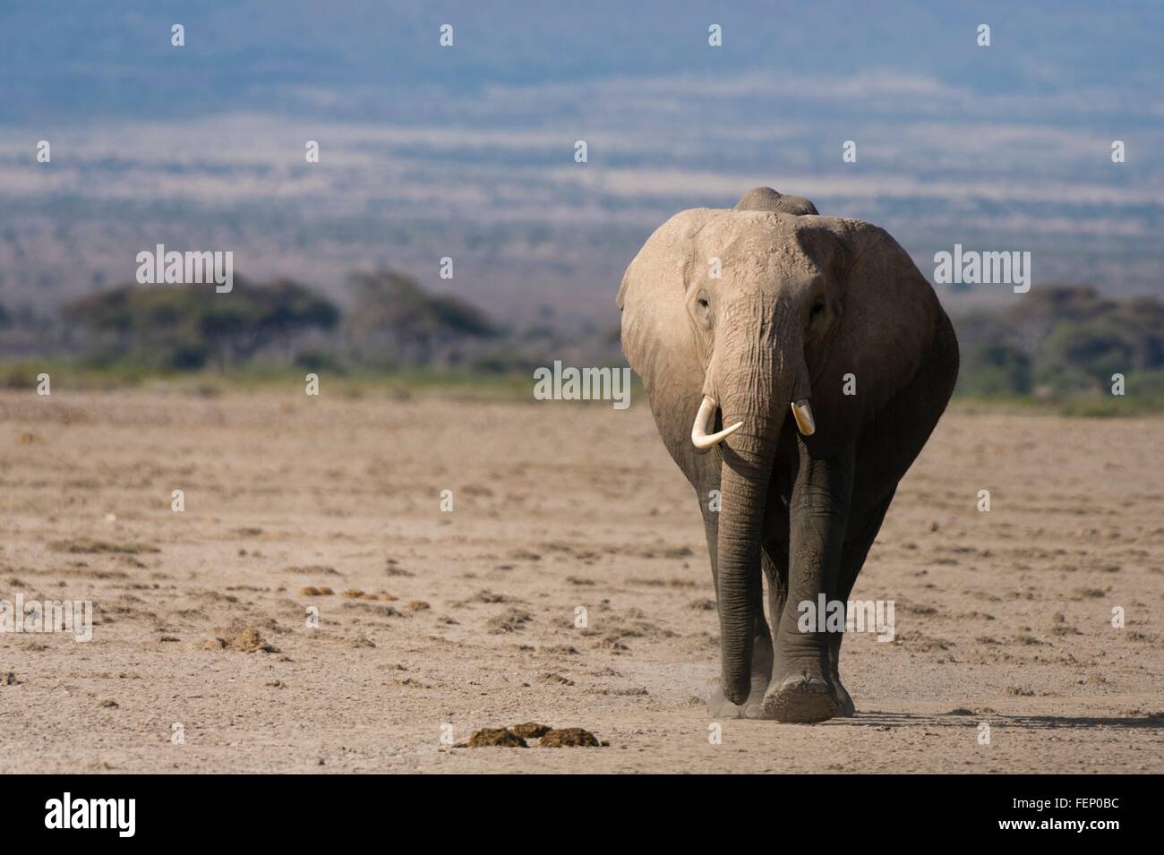African elephants (Loxodonta africana), Amboseli National Park, Kenya, Africa Stock Photo